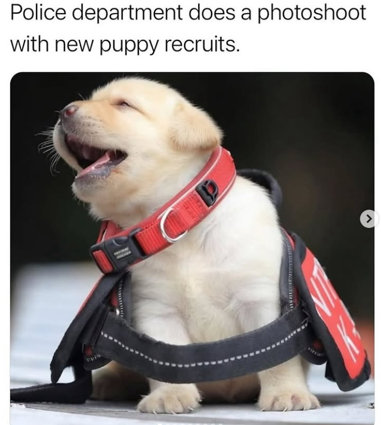 Police department does a photoshoot with new puppy recruits. 1 >