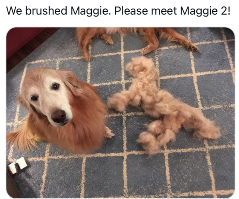 We brushed Maggie. Please meet Maggie 2!