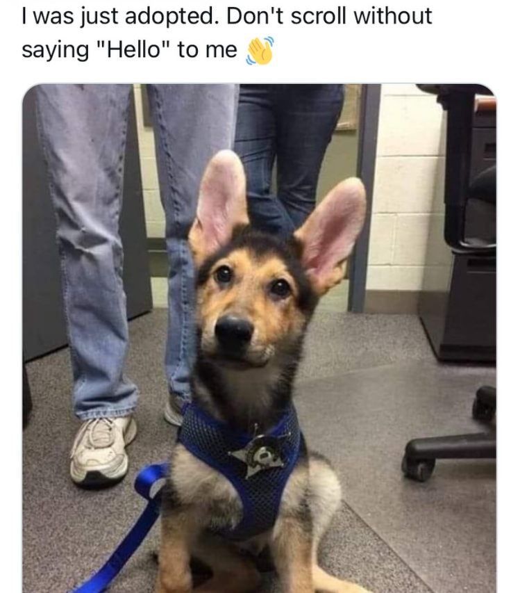 I was just adopted. Don't scroll without saying "Hello" to me