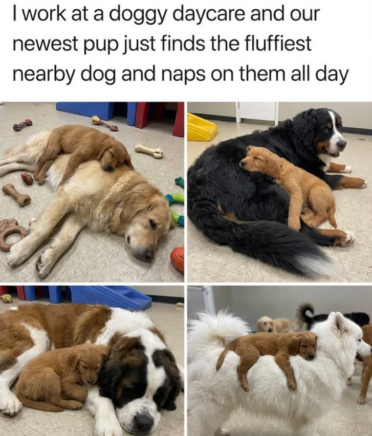 I work at a doggy daycare and our newest pup just finds the fluffiest nearby dog and naps on them all day