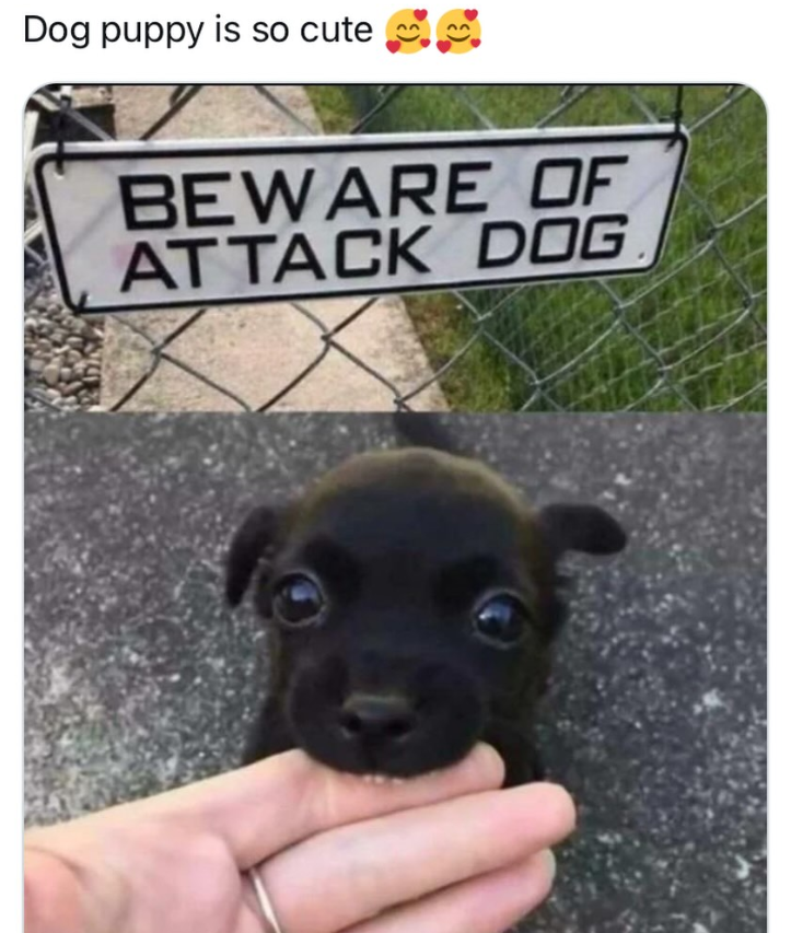 Dog puppy is so cute BEWARE OF ATTACK DOG