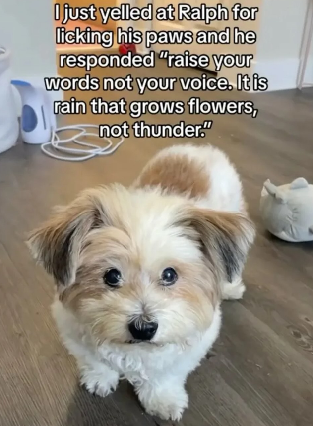 I just yelled at Ralph for licking his paws and he responded "raise your words not your voice. It is rain that grows flowers, not thunder."