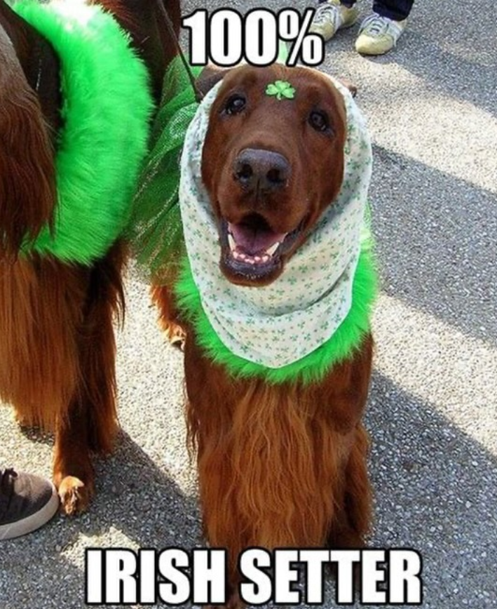 100% IRISH SETTER