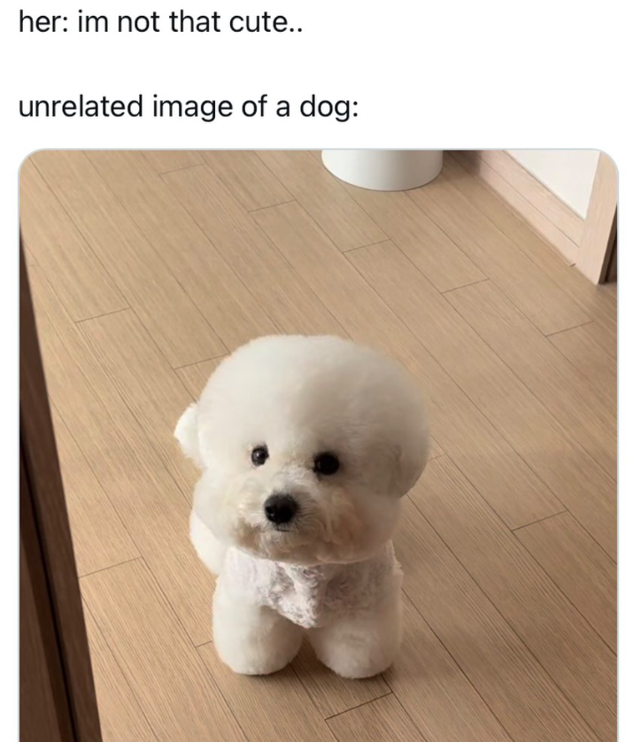 her: im not that cute.. unrelated image of a dog: