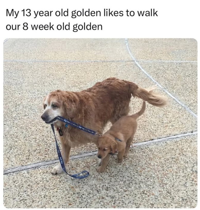 My 13 year old golden likes to walk our 8 week old golden