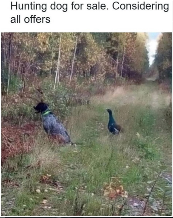 Hunting dog for sale. Considering all offers