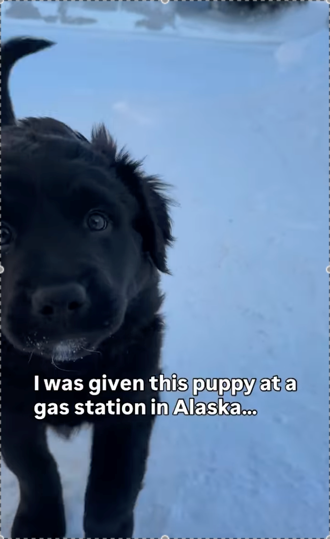 I was given this puppy at a gas station in Alaska...