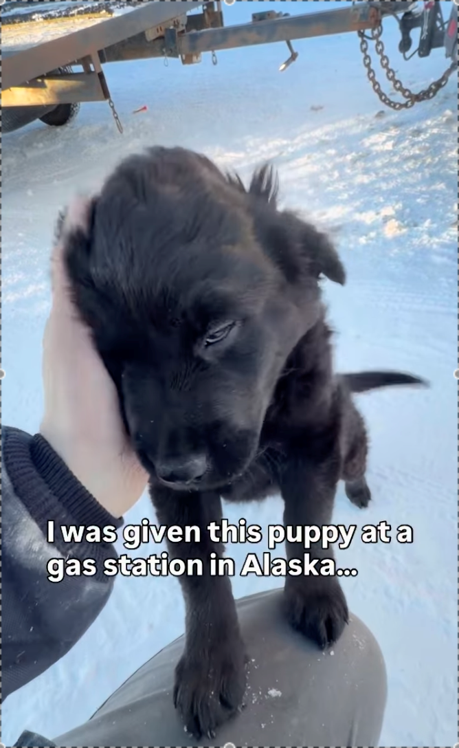 I was given this puppy at a gas station in Alaska...