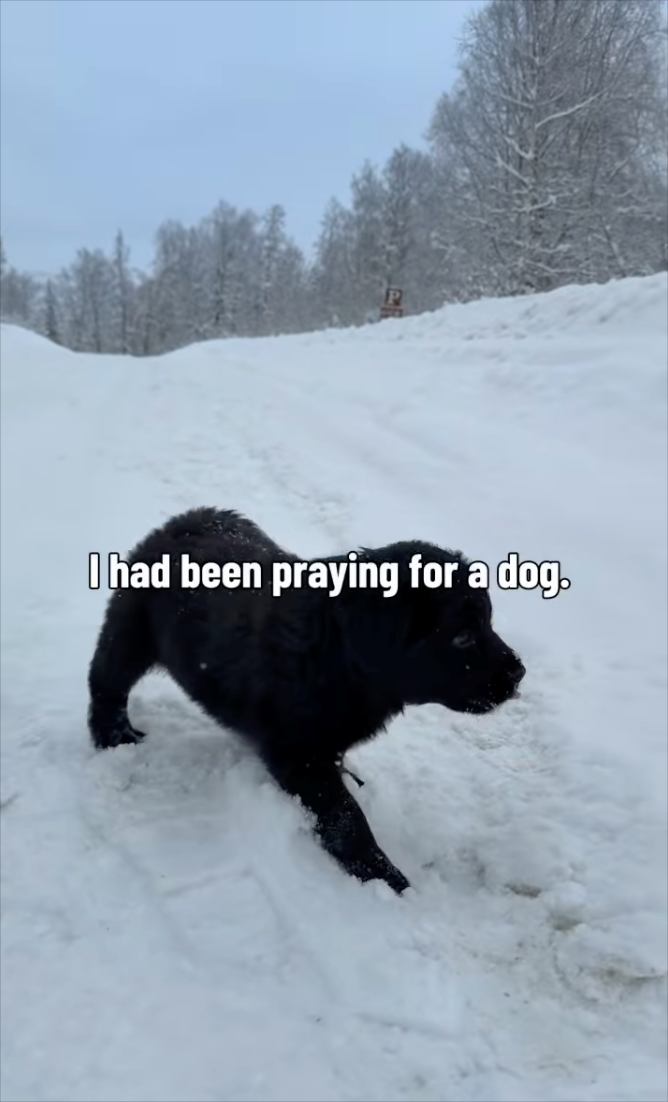 I had been praying for a dog.