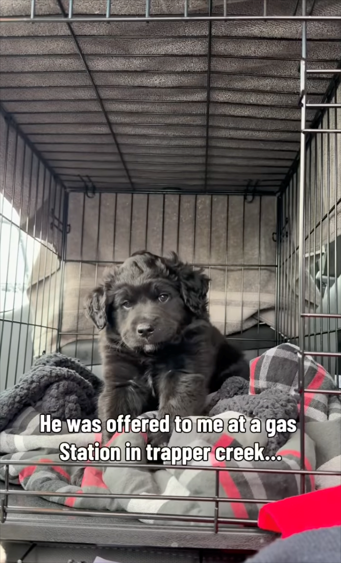 He was offered to me at a gas Station in trapper creek...