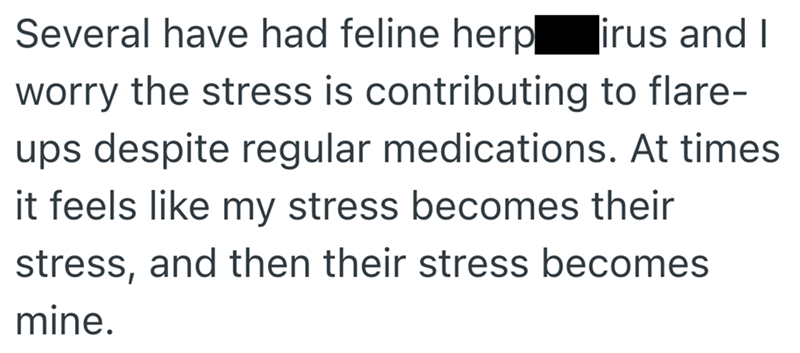irus and I Several have had feline herp worry the stress is contributing to flare- ups despite regular medications. At times. it feels like my stress becomes their stress, and then their stress becomes mine.