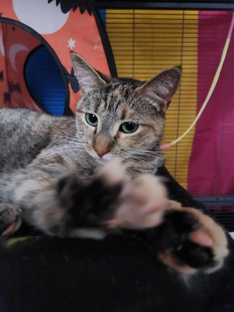Cheezburger Image 10648951296