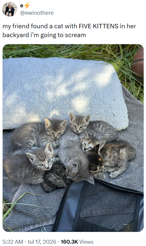 e @ewinothere my friend found a cat with FIVE KITTENS in her backyard i'm going to scream 5:32 AM Jul 17, 2026 160.3K Views .