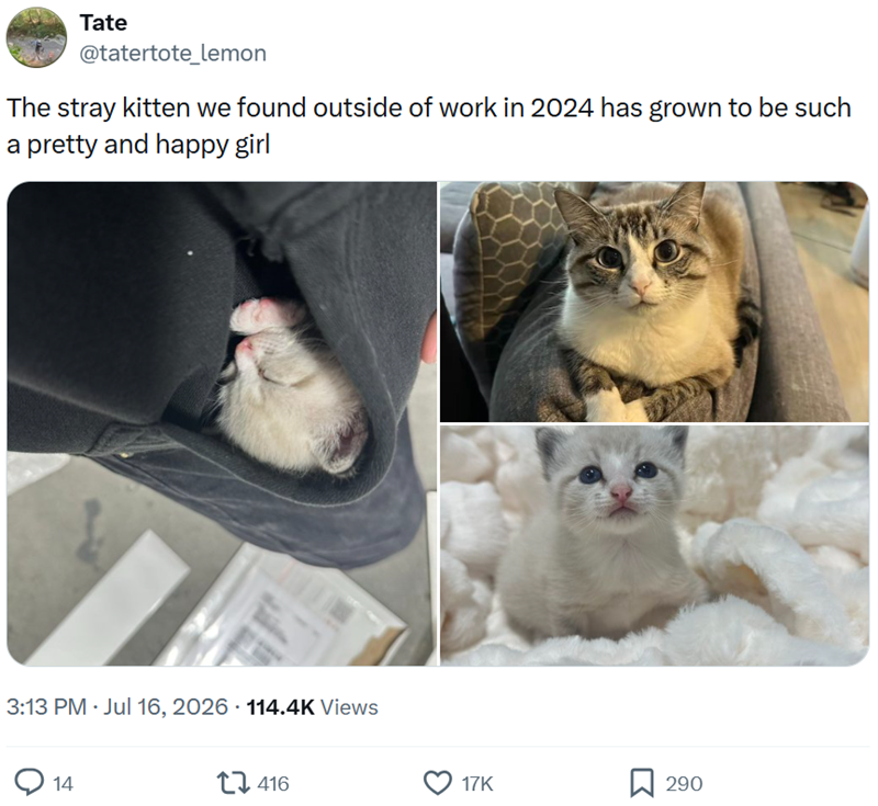 Tate @tatertote_lemon The stray kitten we found outside of work in 2024 has grown to be such a pretty and happy girl 3:13 PM ⚫ Jul 16, 2026 114.4K Views 14 416 17K 290