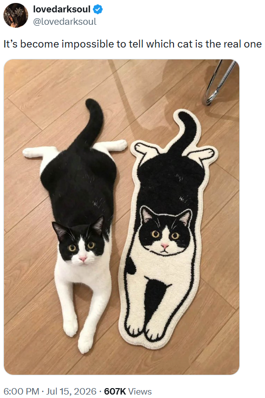 lovedarksoul @lovedarksoul It's become impossible to tell which cat is the real one . 6:00 PM ⚫ Jul 15, 2026 607K Views