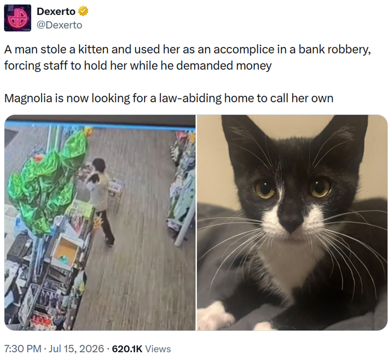 Dexerto @Dexerto A man stole a kitten and used her as an accomplice in a bank robbery, forcing staff to hold her while he demanded money Magnolia is now looking for a law-abiding home to call her own 7:30 PM ⚫ Jul 15, 2026 620.1K Views