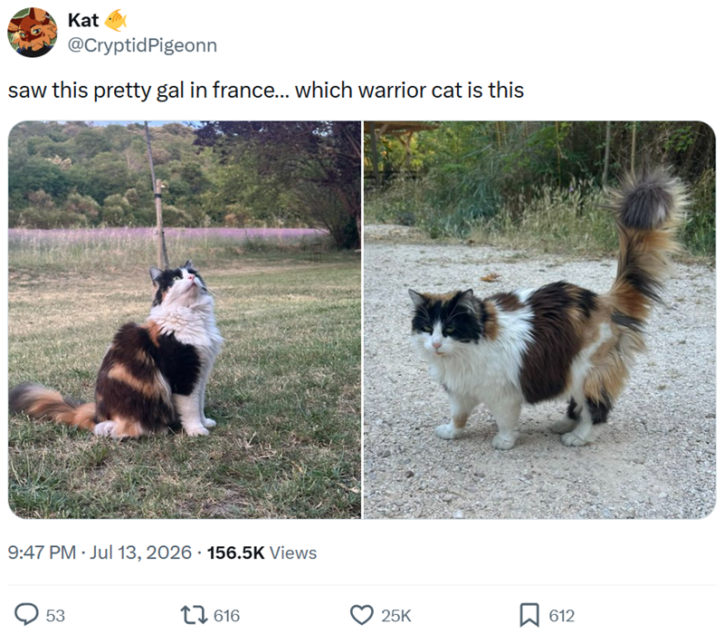 Kat @CryptidPigeonn saw this pretty gal in france... which warrior cat is this 9:47 PM Jul 13, 2026 156.5K Views 53 616 25K 612