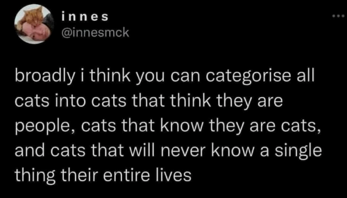 innes @innesmck broadly i think you can categorise all cats into cats that think they are people, cats that know they are cats, and cats that will never know a single thing their entire lives