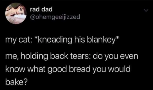 rad dad @ohemgeeijizzed my cat: *kneading his blankey* me, holding back tears: do you even know what good bread you would bake?
