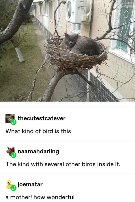 thecutestcatever What kind of bird is this naamahdarling The kind with several other birds inside it. joematar a mother! how wonderful