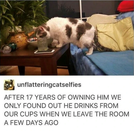 unflatteringcatselfies AFTER 17 YEARS OF OWNING HIM WE ONLY FOUND OUT HE DRINKS FROM OUR CUPS WHEN WE LEAVE THE ROOM A FEW DAYS AGO
