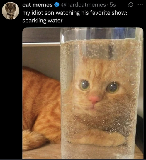 cat memes @hardcatmemes 5s my idiot son watching his favorite show: sparkling water