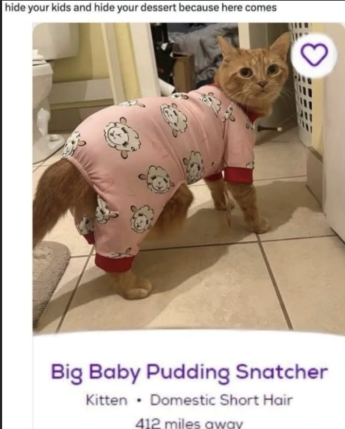 hide your kids and hide your dessert because here comes Big Baby Pudding Snatcher Kitten Domestic Short Hair 412 miles away 3
