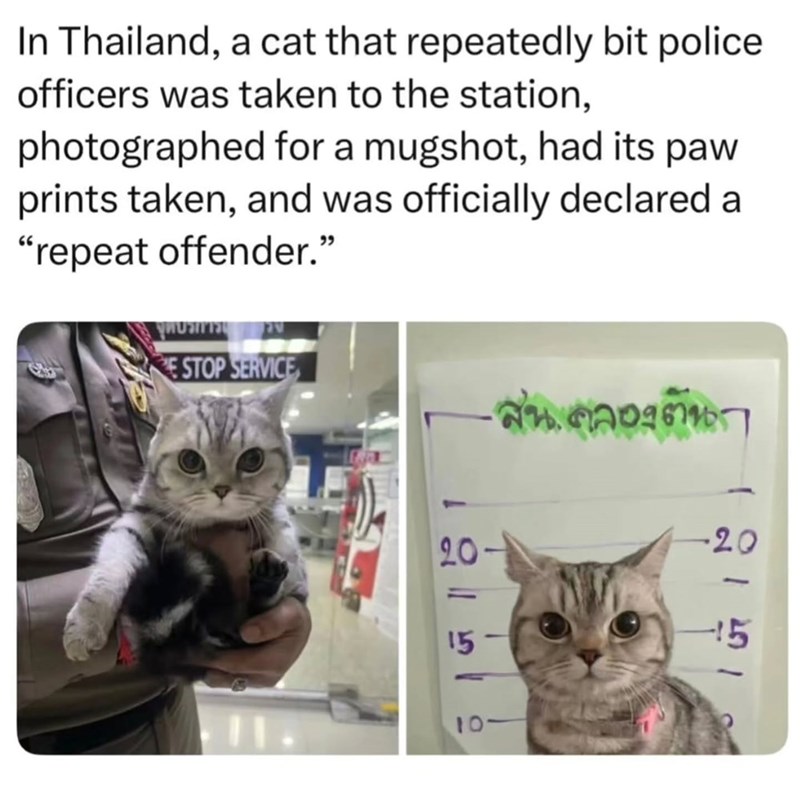 In Thailand, a cat that repeatedly bit police. officers was taken to the station, photographed for a mugshot, had its paw prints taken, and was officially declared a "repeat offender." E STOP SERVICE สน.คลองตันก 12159 20 = 10- 20 121