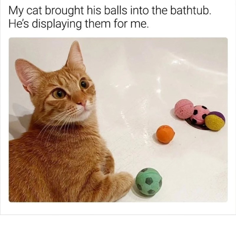 My cat brought his balls into the bathtub. He's displaying them for me.