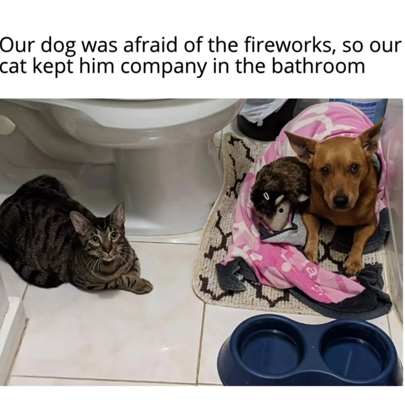 Our dog was afraid of the fireworks, so our cat kept him company in the bathroom