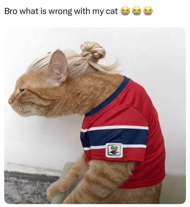 Bro what is wrong with my cat D