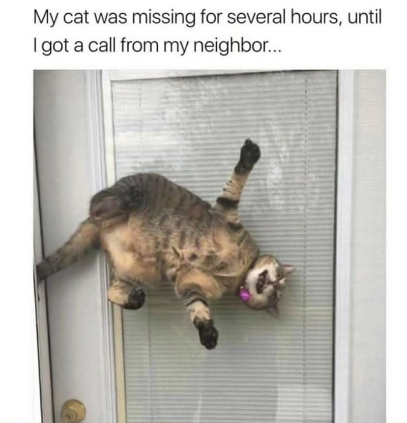 My cat was missing for several hours, until I got a call from my neighbor...