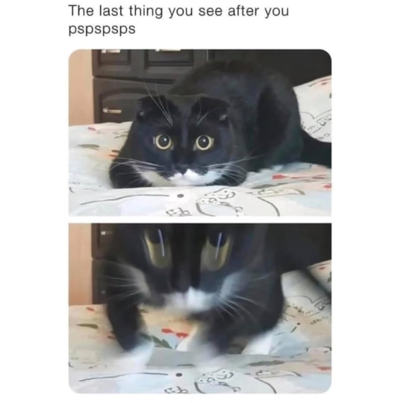 The last thing you see after you pspspsps eb eb Ο