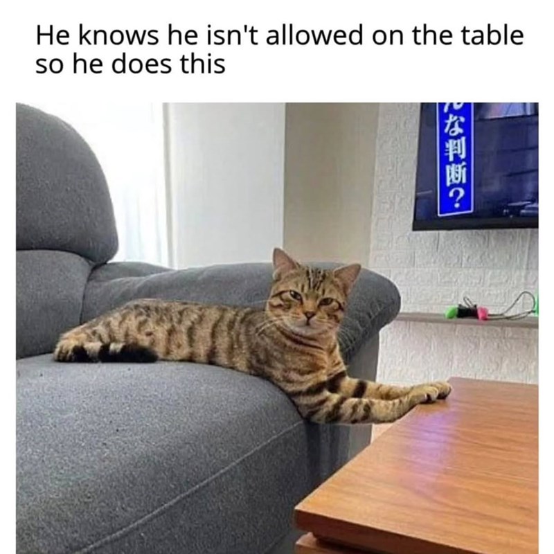 な判断? He knows he isn't allowed on the table so he does this