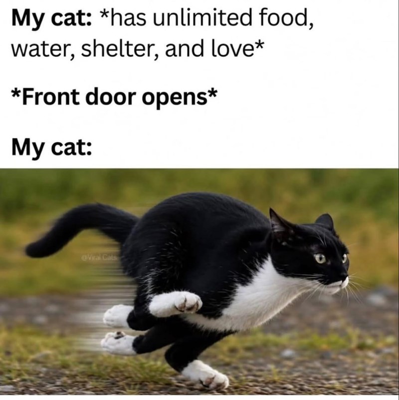 My cat: *has unlimited food, water, shelter, and love* *Front door opens* My cat: @Viral Cats