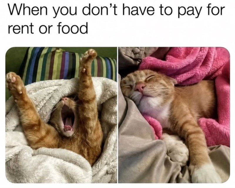 When you don't have to pay for rent or food