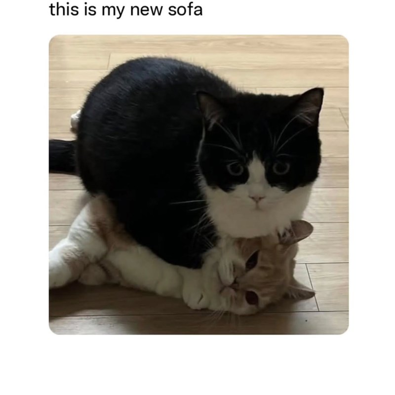 this is my new sofa