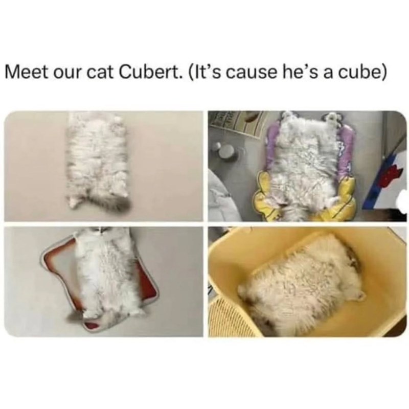Meet our cat Cubert. (It's cause he's a cube)