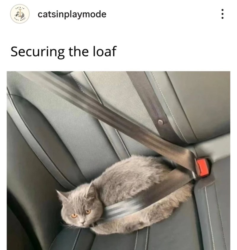 catsinplaymode Securing the loaf :