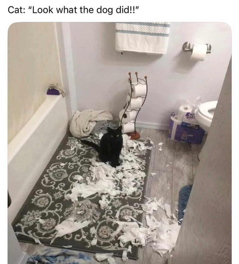 Cat: "Look what the dog did!!" Sco