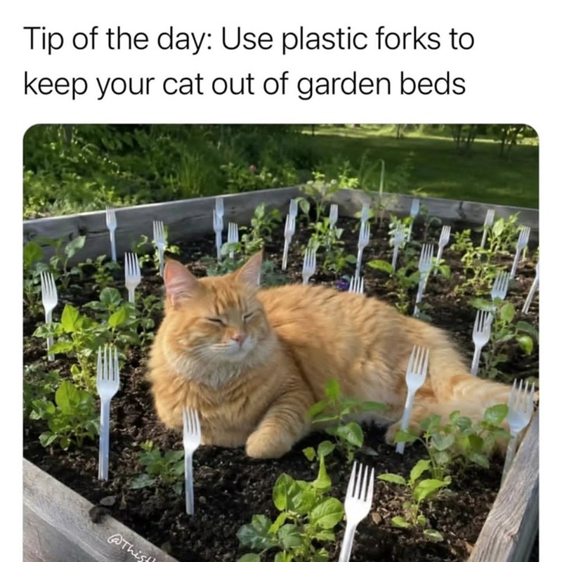 Tip of the day: Use plastic forks to keep your cat out of garden beds @Thist