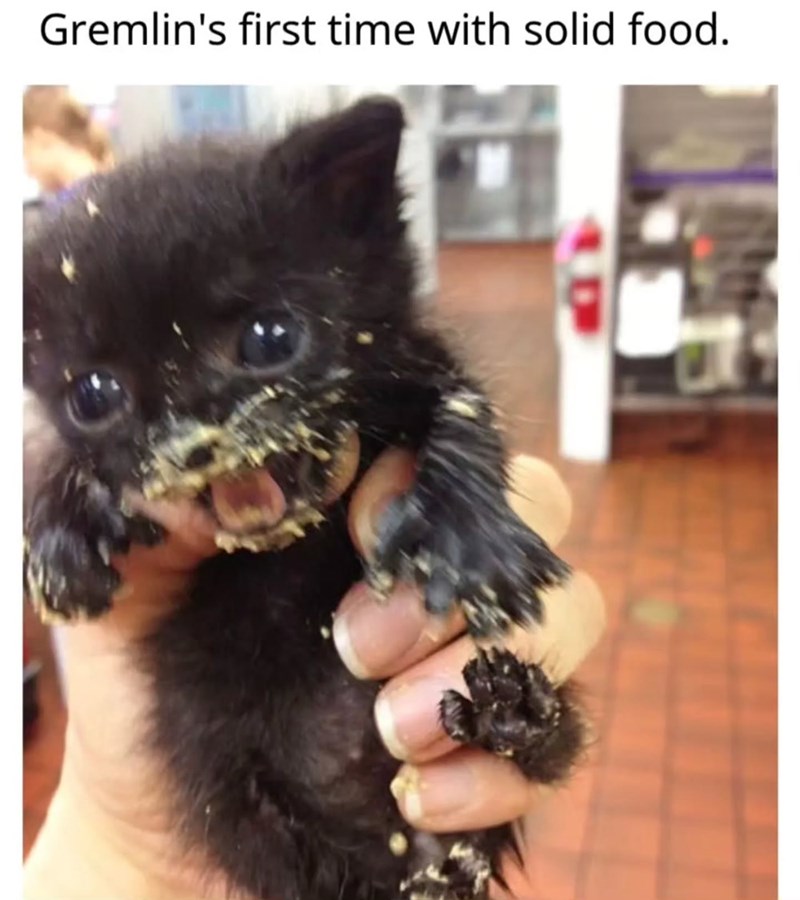 Gremlin's first time with solid food.