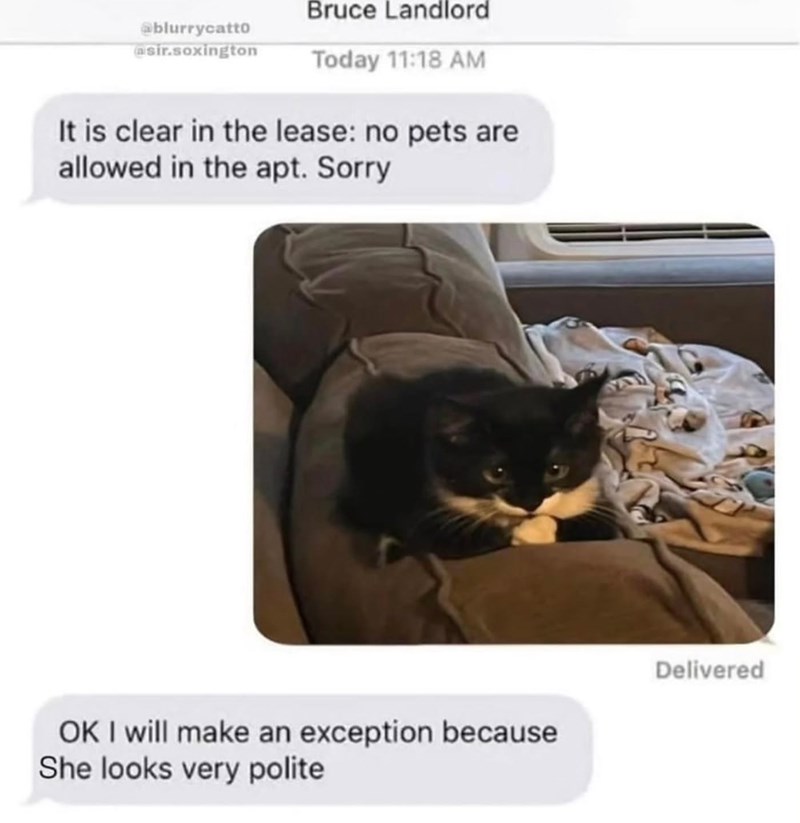 Bruce Landlord @blurrycatto misir.soxington Today 11:18 AM It is clear in the lease: no pets are allowed in the apt. Sorry OK I will make an exception because She looks very polite Delivered