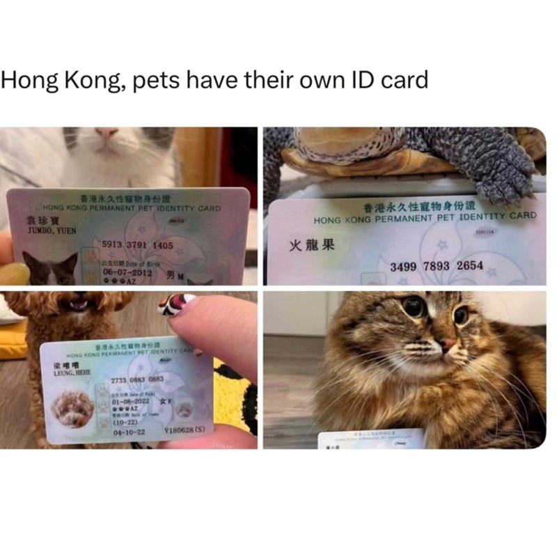 Hong Kong, pets have their own ID card 香港永久性寵物身份證 HONG KONG PERMANENT PET IDENTITY CARD 香港永久性寵物身份證 HONG KONG PERMANENT PET IDENTITY CARD 袁珍寶 JUMBO, YUEN 5913 3791 1405 Date of Birth 06-07-2012 쑥쑥쑥AZ ANTLE 火龍果 男 M 香港永久性寵物身份證 HONG KONG PERMANENT PET IDENTITY CANE 梁啫啫 LEUNG, HEHE 2733 0883 0883 450m ate of Pok 01-08-2022 女F GOBAZ (10-22) 04-10-22 V180628 (S) 201314 3499 7893 2654
