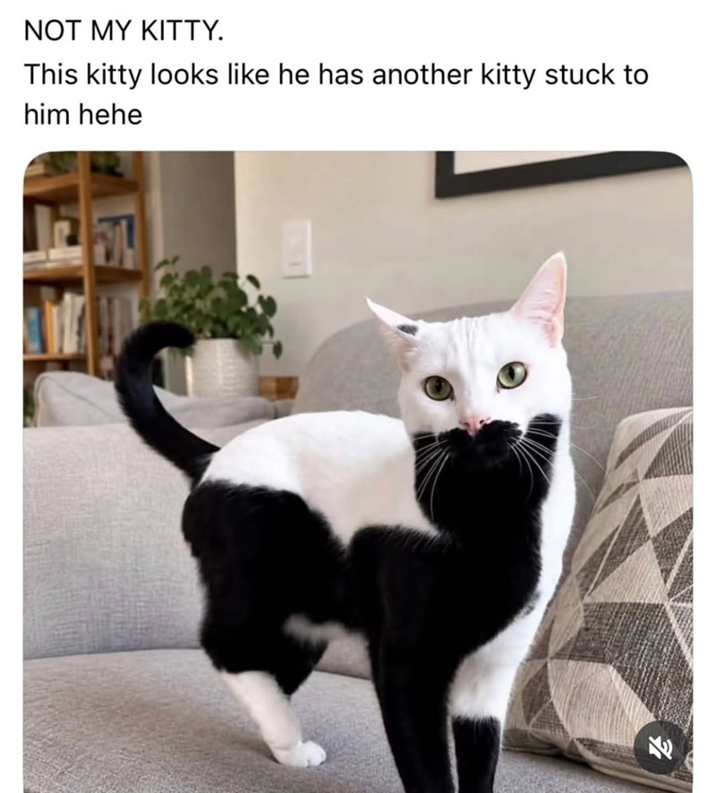 NOT MY KITTY. This kitty looks like he has another kitty stuck to him hehe