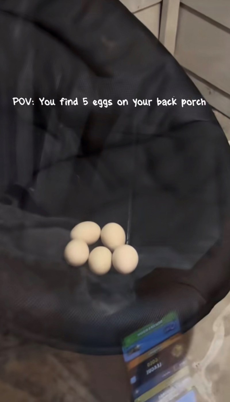 POV: You find 5 eggs on your back porch 0303 JUDAS)