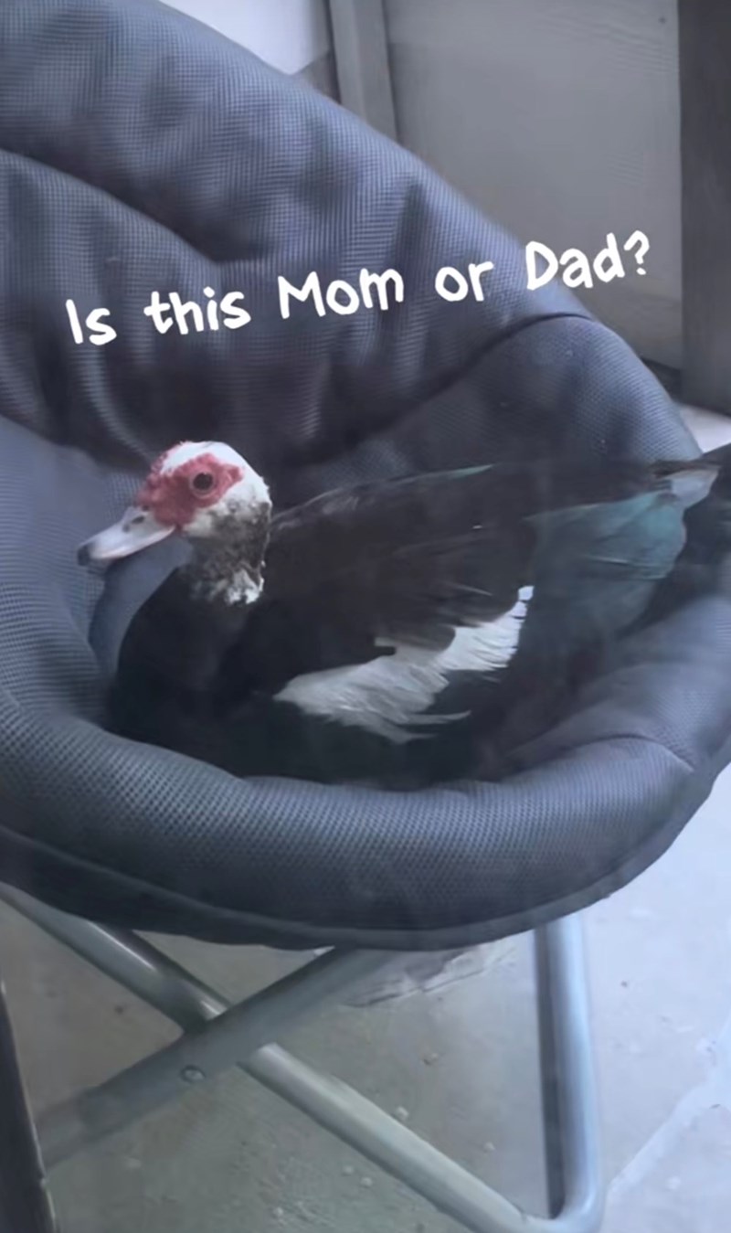 Is this Mom or Dad?