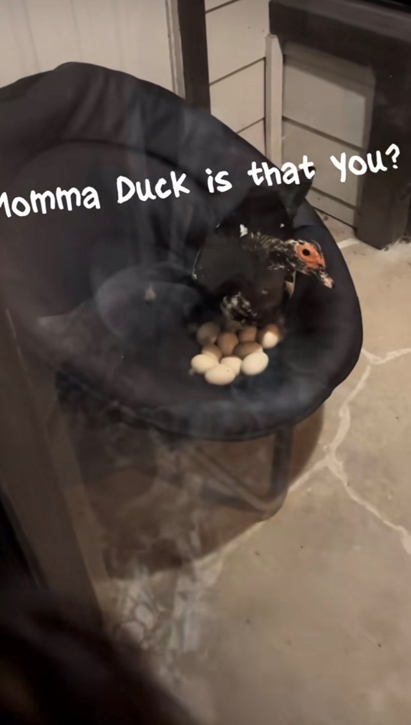Momma Duck is that you?
