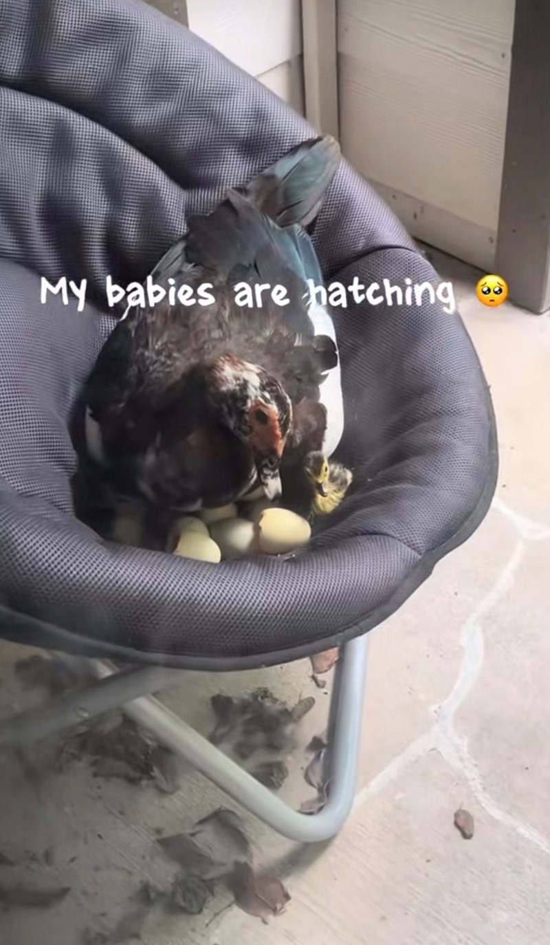 My babies are hatching