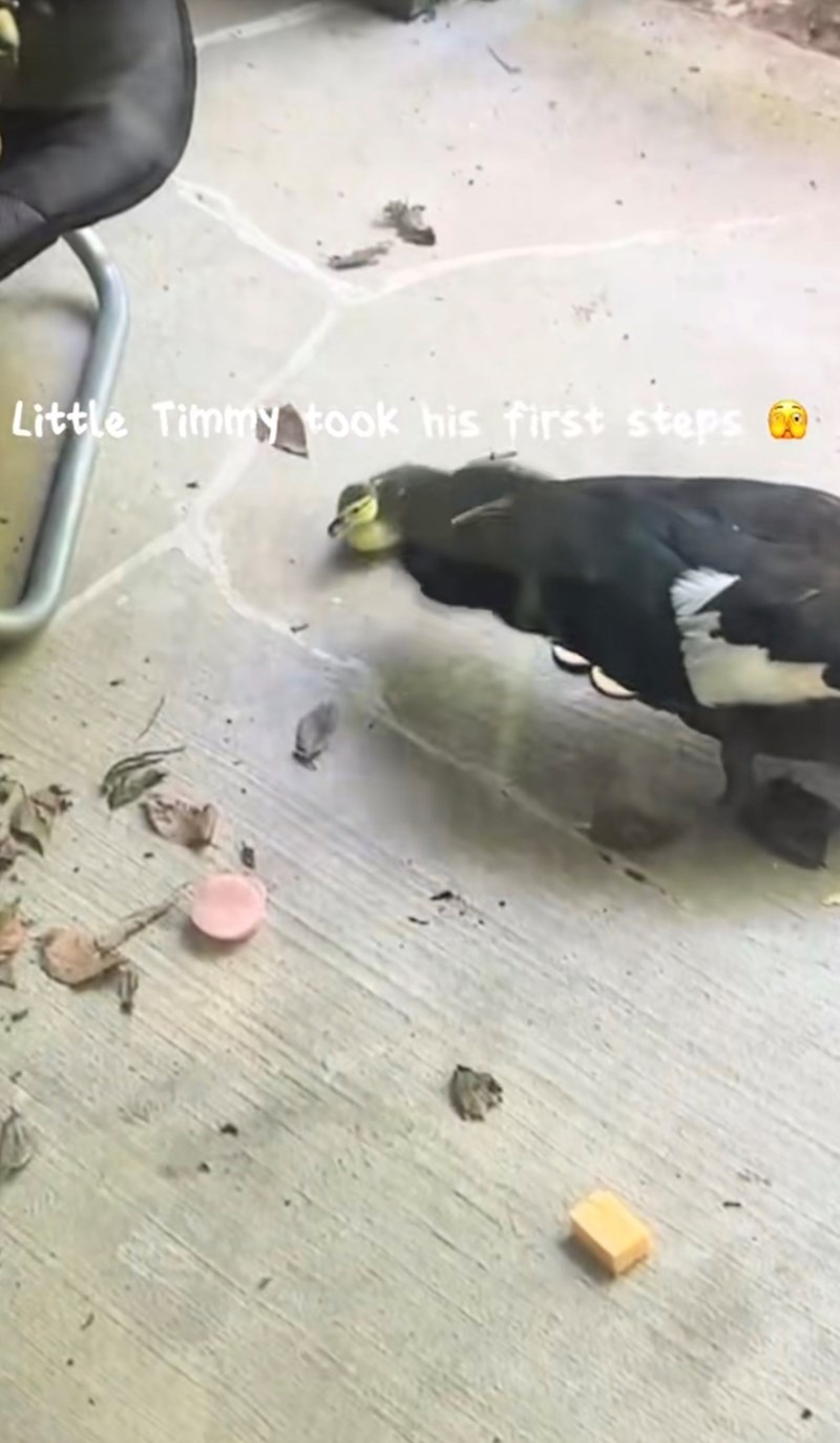Little Timmy took his first steps